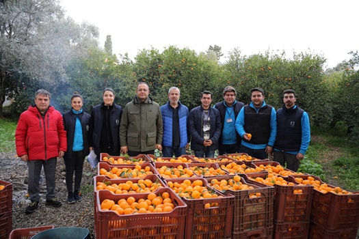 Bodrum Belediyesi Mandalina Alımına Devam Ediyor