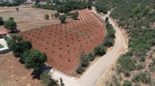 Büyükşehir Muğla’da 228 Bin 400 Ağacı Toprakla Buluşturdu