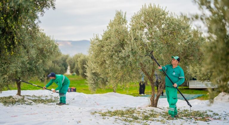 Milas Belediyesi Zeytin Hasadına Başladı