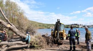 Fırtınada Devrilen Ilgın Ağaçları Yeniden Toprakla Buluşuyor