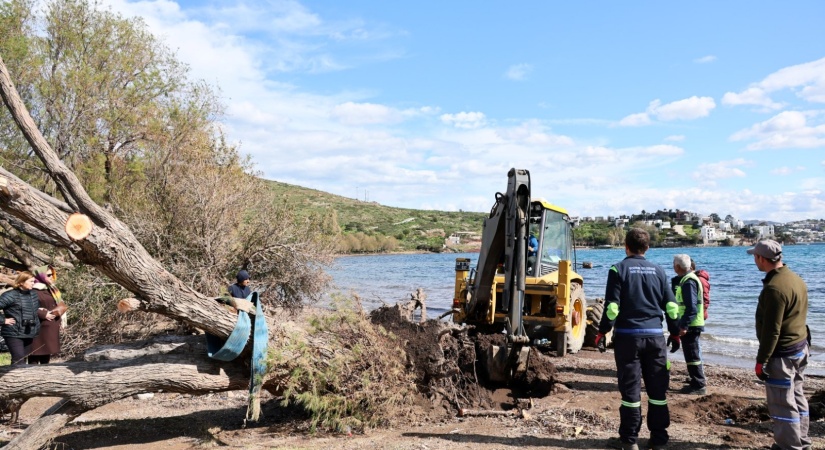 Fırtınada Devrilen Ilgın Ağaçları Yeniden Toprakla Buluşuyor