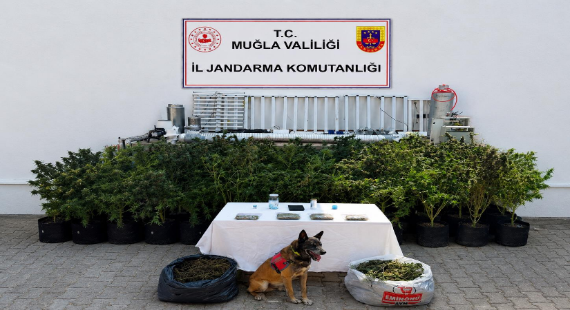Bodrum’da Uyuşturucu Operasyonu: Evden 56 Kök Kenevir ve 10 Kilo Skunk Esrar Çıktı